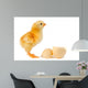 Adorable Baby Chick