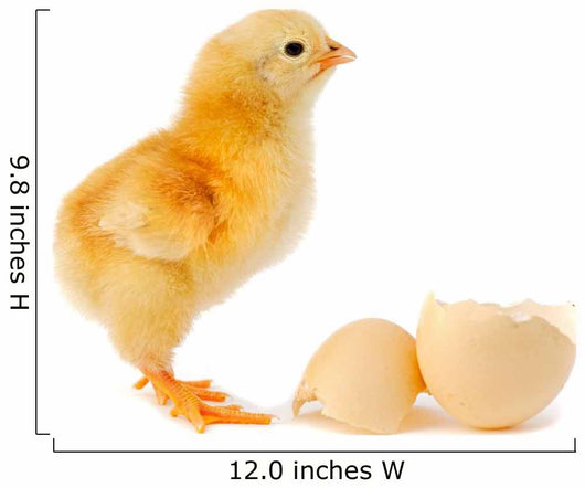 Adorable Baby Chick