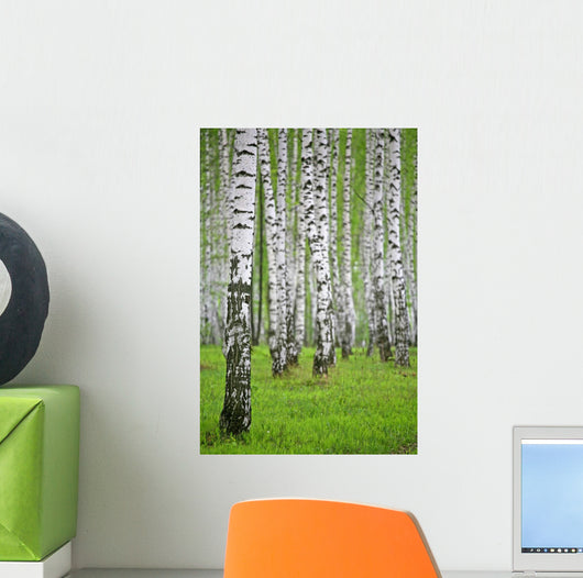 birch wood Wall Mural