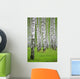 birch wood Wall Mural