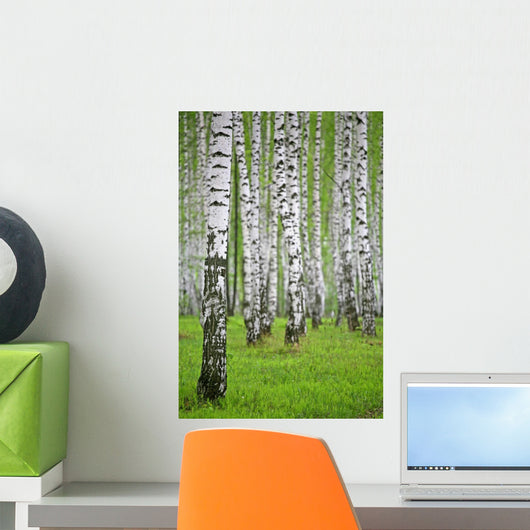 birch wood Wall Mural