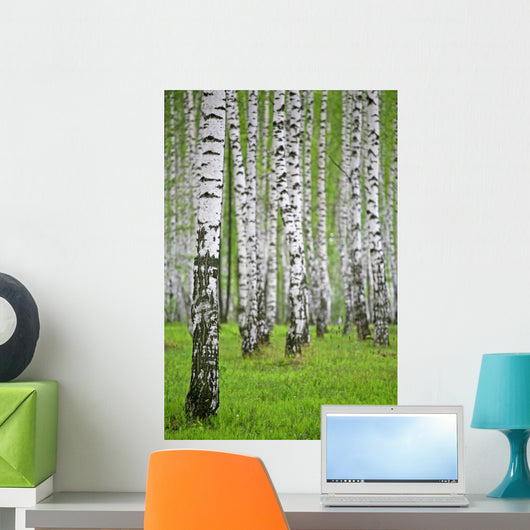 birch wood Wall Mural