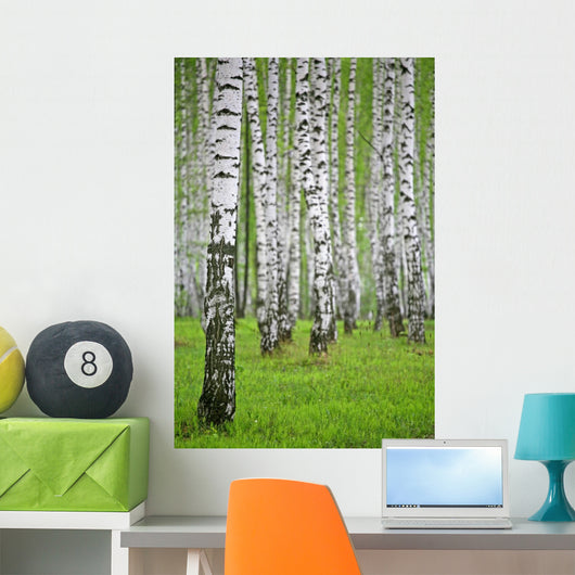 birch wood Wall Mural
