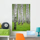 birch wood Wall Mural