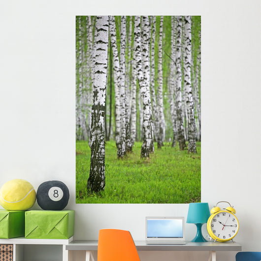 birch wood Wall Mural