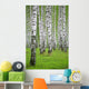 birch wood Wall Mural