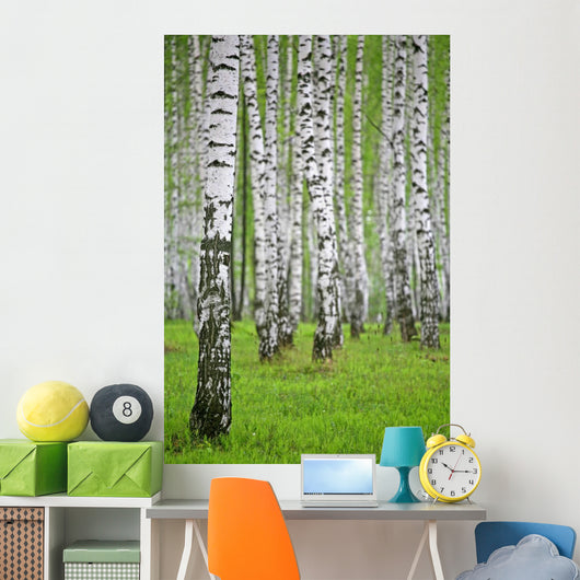 birch wood Wall Mural