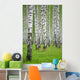 birch wood Wall Mural