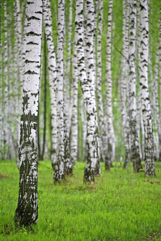 birch wood Wall Mural