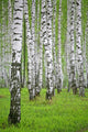birch wood Wall Mural