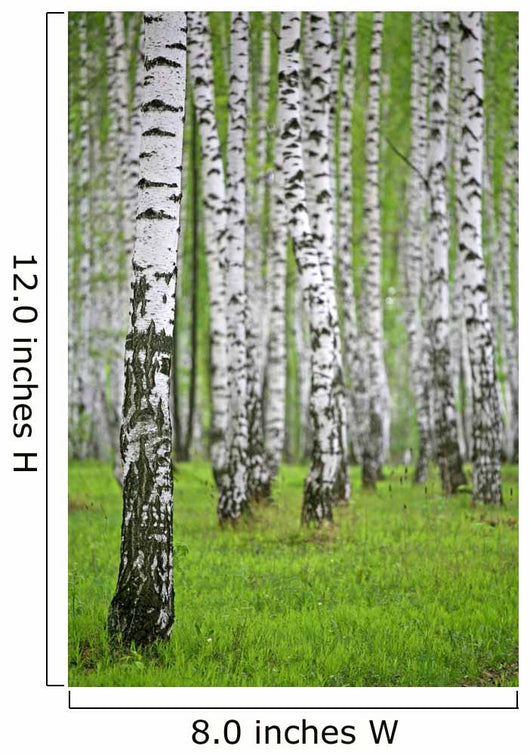 birch wood Wall Mural