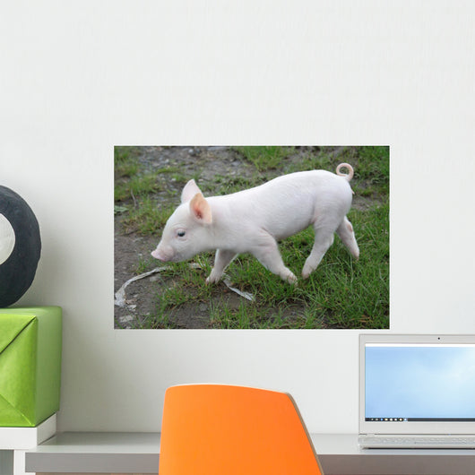 Baby Pig Wall Mural