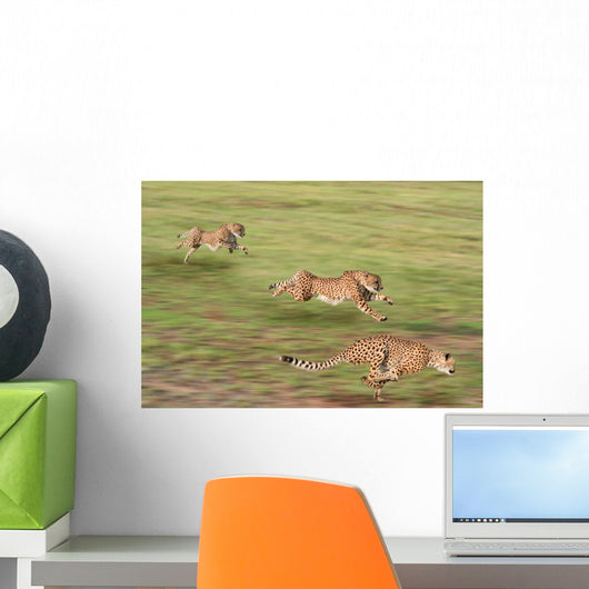Cheetahs Hunting Wall Mural