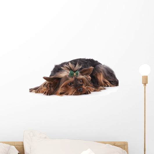 Yorkshire Terrier Lying down Wall Mural