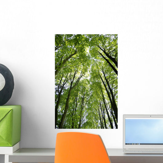 Canopy Wall Mural