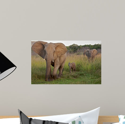 African Elephat Wall Mural
