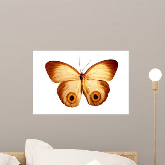 Butterfly with Eyes