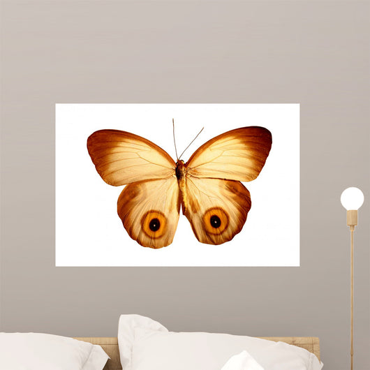 Butterfly with Eyes