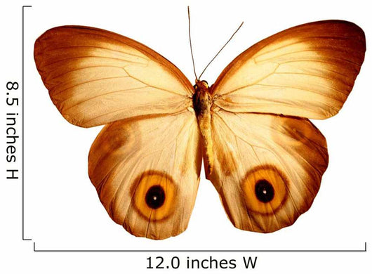 Butterfly with Eyes