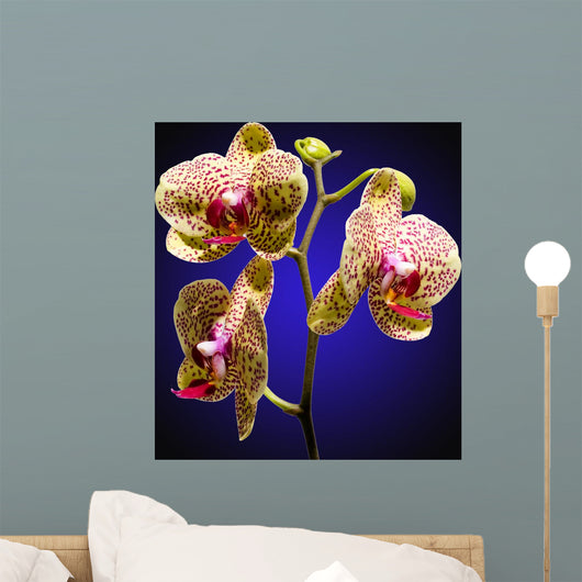 Phalenopsis Orchid with Blue