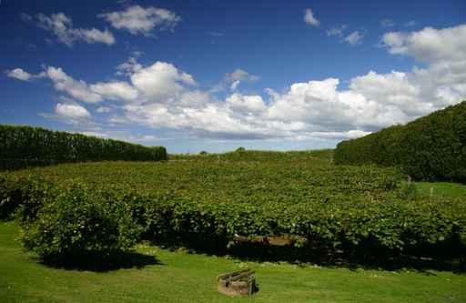 Kiwifruit Orchard Te Puke Wall Decal Design 2