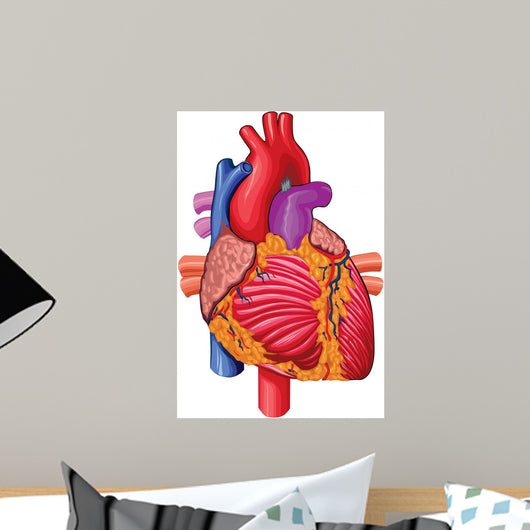 Human Heart