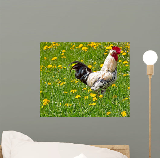 Rooster