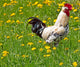 Rooster