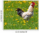 Rooster