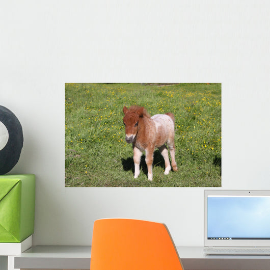 Shetlandpony Wall Mural