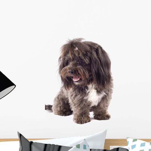 Picture Curious Black Bichon Wall Mural