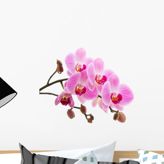 Pink phalaenopsis orchid Wall Decal