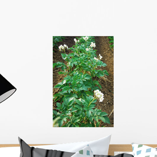 Potato field Wall Mural