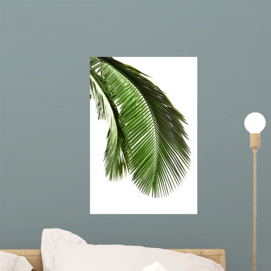 Leaves Palm Tree