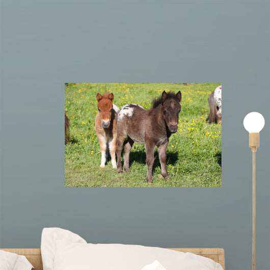 Shetlandpony