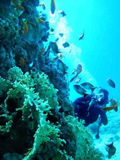 Diver and Group Coral Wall Decal