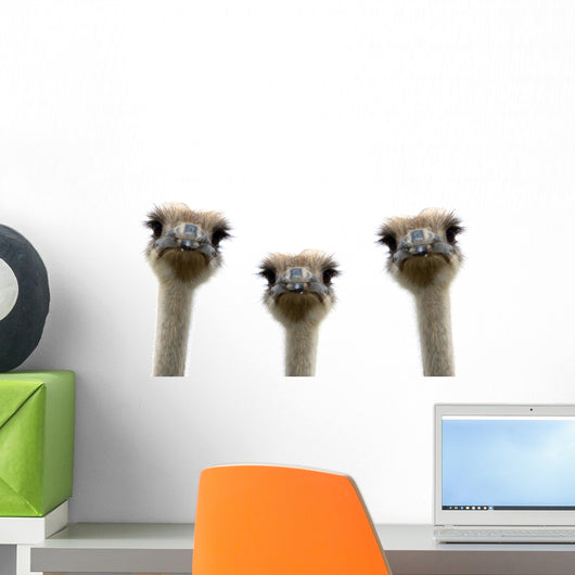 A group of ostriches isolated on white background Wall Decal