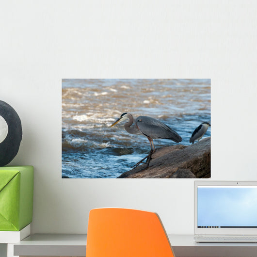 Great Blue Heron Fishing Wall Mural