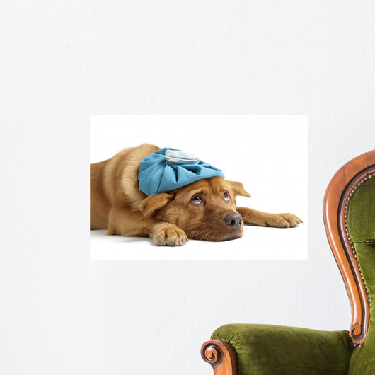 Sick Dog