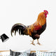 Rooster isolated Wall Decal