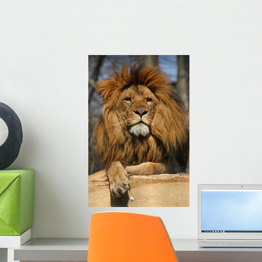 posiereder Lion Wall Mural