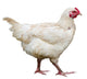 Hen Wall Mural