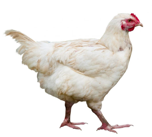 Hen Wall Decal Design 2