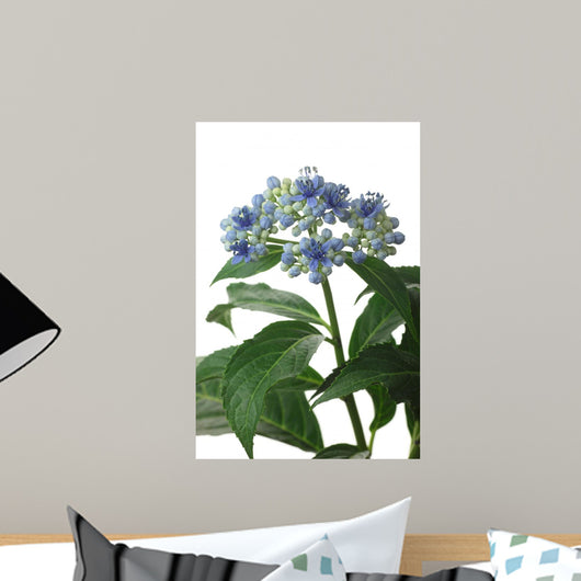 Dichroa Hydrangea Flower Wall Decal