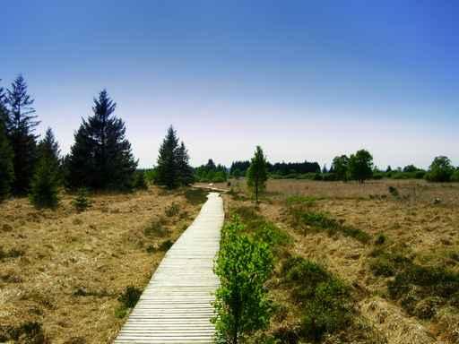 High Moor Wall Mural