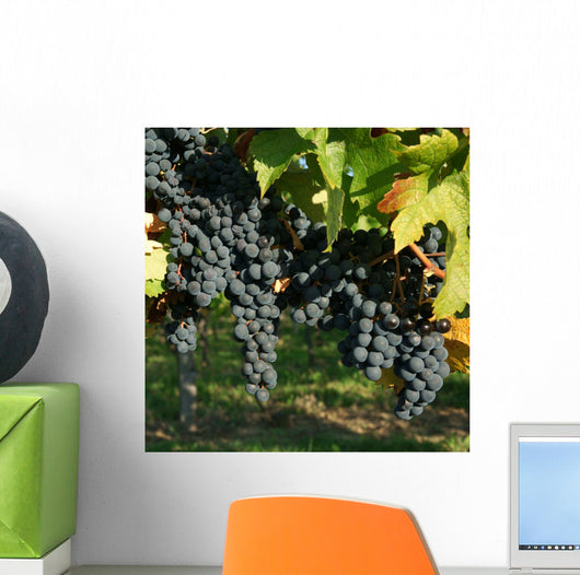 Vine and black grape Wall Mural