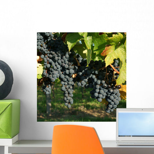 Vine and black grape Wall Mural