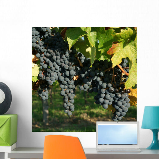 Vine and black grape Wall Mural