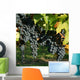 Vine and black grape Wall Mural