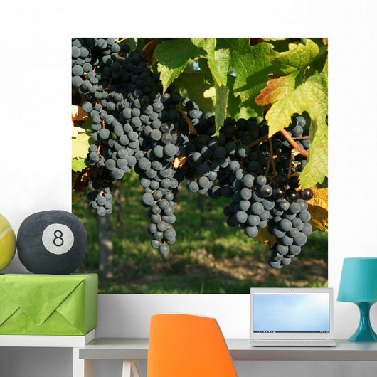 Vine and black grape Wall Mural